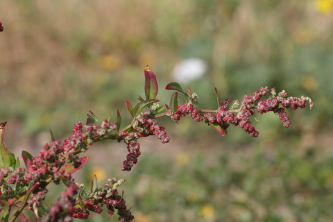Chenopodium gr. album